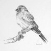 Bird Drawing I Poster Print by Lanie Loreth - Item # VARPDX9550