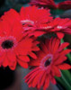 Red Gerbera Daisies I Poster Print by Erin Berzel - Item # VARPDXBZL012