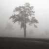 Fog Tree Study I Poster Print by Jamie Cook - Item # VARPDX5117