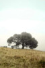 Oak Tree - 52 Poster Print by Alan Blaustein