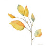 Modern Leaf Study on White II Poster Print by  Cynthia Coulter - Item # VARPDXRB10732CC