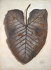 Mafafa I Poster Print by Patricia Pinto - Item # VARPDX7152