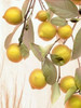 Lemons - 1 Poster Print by Alan Blaustein - Item # VARPDXABSL53