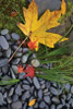 Maple Leaves II Poster Print by Brian Moore - Item # VARPDXPSMRE161