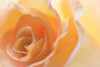 Yellow Roses II Poster Print by Kathy Mahan - Item # VARPDXPSMHN202