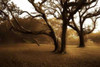 http://c328301.r1.cf1.rackcdn.com/PDXPSHSF288SMALL.jpg