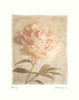 Peony Poster Print by Amy Melious - Item # VARPDXMEL303