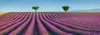 Lavender field, Provence, France Poster Print by  Frank Krahmer - Item # VARPDX4FK3109