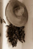 Old Hat and Ristras Poster Print by Kathy Mahan - Item # VARPDXPSMHN339