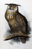 Eagle Owl Poster Print by  John Glover - Item # VARPDX266416