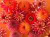 Full frame of mixed flowers Poster Print by  Assaf Frank - Item # VARPDXAF20140803121