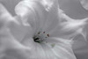 White Rhodies I Poster Print by Rita Crane - Item # VARPDXPSCRN358