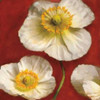 Poppy Elegance II Poster Print by Janel Pahl - Item # VARPDXPLP117