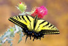 Swallowtail Poster Print by Douglas Taylor - Item # VARPDXPSTLR132