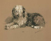 Sheepdog, Jill Poster Print by  Lucy Dawson - Item # VARPDXLD05