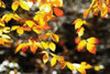 Autumn Leaves I Poster Print by Alan Hausenflock - Item # VARPDXPSHSF553