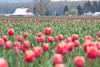 Tulip Homestead Poster Print by Dana Styber - Item # VARPDXPSSTY216