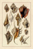 Shells: Trachelipoda #5 Poster Print by  G.B. Sowerby - Item # VARPDX394507