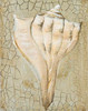 Seashell II Poster Print by  Hakimipour-Ritter - Item # VARPDX7830A