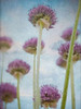 Beautiful Allium flowers Poster Print by  Assaf Frank - Item # VARPDXAF20140508010P