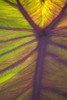 Sun in the Leaves I Poster Print by Karyn Millet - Item # VARPDXPSMLT212