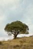 Oak Tree - 74 Poster Print by Alan Blaustein - Item # VARPDXABSFH76A