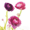 Spring Ranunculus I Poster Print by  Laura Marshall - Item # VARPDX25097