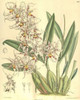 Orchid, Odontoglossum Naevium Poster Print by  William Curtis
