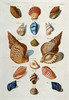 A Selection of Seashells Poster Print by  Franz Michael Regenfuss - Item # VARPDX267096