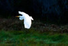 Egret in Flight I Poster Print by Alan Hausenflock - Item # VARPDXPSHSF465