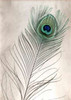 Feathers - 11 Poster Print by Alan Blaustein - Item # VARPDXABSLF109