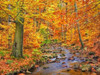 Beech forest in autumn, Ilse Valley, Germany Poster Print by  Frank Krahmer - Item # VARPDX3FK3173