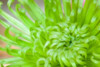 Green Chrysanthemum Poster Print by Kathy Mahan - Item # VARPDXPSMHN204