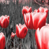 Red Tulips I Poster Print by Emily Navas - Item # VARPDX7967E
