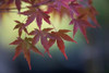 Japanese Maple III Poster Print by Rita Crane - Item # VARPDXPSCRN508