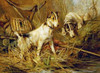 Two Smooth-Haired Fox Terriers Poster Print by  Philip Eustace Stretton - Item # VARPDX267360