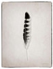 Feather IV BW Poster Print by Debra Van Swearingen - Item # VARPDX22288