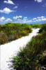 A Sandy Pathway II Poster Print by Alan Hausenflock - Item # VARPDXPSHSF201