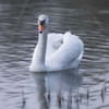 A Swan in a Lake Poster Print by  Assaf Frank - Item # VARPDXAF20070331098