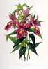 Orchid, Sobralia Macrantha Poster Print by  Augusta Withers - Item # VARPDXAW05