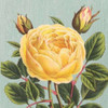Yellow Rose Poster Print by Sarah E Chilton - Item # VARPDXCC2567