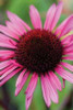 Echinacea III Poster Print by Erin Berzel - Item # VARPDXPSBZL281