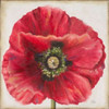 Red Poppy Poster Print by Patricia Pinto - Item # VARPDX8781