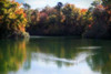 Swans on the Lake II Poster Print by Alan Hausenflock - Item # VARPDXPSHSF946