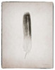 Feather II BW Poster Print by Debra Van Swearingen - Item # VARPDX22286