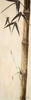 Sepia Guadua Bamboo II Poster Print by Patricia Pinto - Item # VARPDX7998