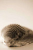 Shell Symmetry I Poster Print by Karyn Millet - Item # VARPDXPSMLT190