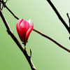 Tulip Tree 3 Poster Print by  PhotoINC Studio - Item # VARPDXP953D