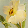 Daffodil Sky II Poster Print by Lanie Loreth - Item # VARPDX7694A