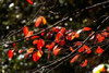 Autumn Leaves V Poster Print by Alan Hausenflock - Item # VARPDXPSHSF557